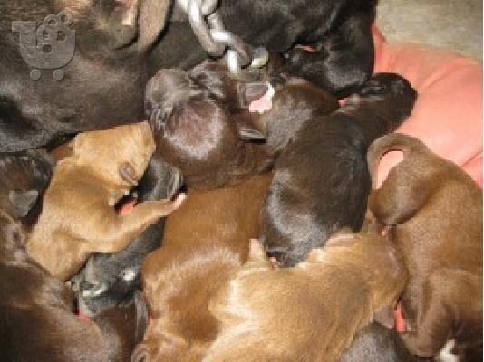 PoulaTo: PIT BULL